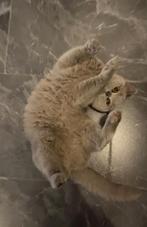 Brits Korthaar, Dieren en Toebehoren, Katten en Kittens | Raskatten | Korthaar, Poes, Gechipt, 0 tot 2 jaar