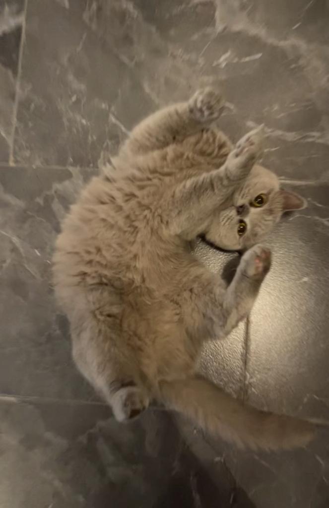 Brits Korthaar, Dieren en Toebehoren, Katten en Kittens | Raskatten | Korthaar, Poes, 0 tot 2 jaar, Gechipt, Ontwormd, Ingeënt