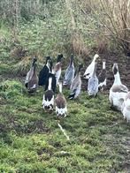Loop eenden, Dieren en Toebehoren, Pluimvee, Meerdere dieren, Eend