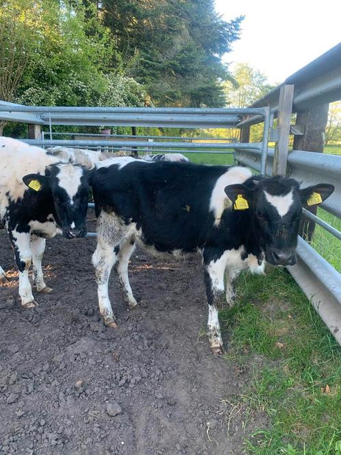 Te koop 2 bbl pinkjes, Dieren en Toebehoren, Runderen, Vrouwelijk, 0 tot 2 jaar