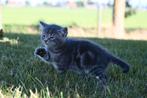 2 cyperse grijze kittens te koop, Meerdere dieren