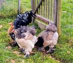 Brahma Goudkwartel trio, Dieren en Toebehoren, Pluimvee, Meerdere dieren, Kip