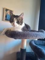 Kater 2 jaar, Dieren en Toebehoren, Katten en Kittens | Overige Katten, Kater