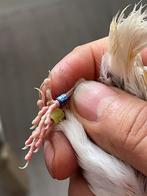 2x bastaarden poppen van 2024, Dieren en Toebehoren, Vogels | Overige Vogels, Vrouwelijk, Wildzangvogel, Geringd