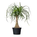 20 x Beaucarnea recurvata olifantspoot palmboom zaden, Ophalen, Gehele jaar, Zaad