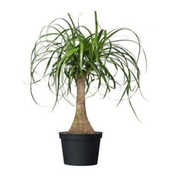 20 x Beaucarnea recurvata olifantspoot palmboom zaden beschikbaar voor biedingen