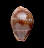 Schelpen: Cypraea androyenssi 15,8mm (F++/Gem), Ophalen of Verzenden, Schelp(en)