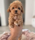 Exclusieve Maltipoo F1 Micro pups ( Maltezer/Toy Poedel ), Fokker | Hobbymatig, Rabiës (hondsdolheid), Overige rassen, 8 tot 15 weken