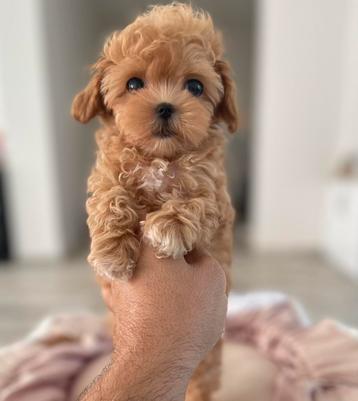 Exclusieve Maltipoo F1 Micro pups ( Maltezer/Toy Poedel ) beschikbaar voor biedingen