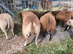 Dassenkop ram van maart, Mannelijk, Schaap