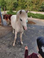 Welsh palomino merrie veulen, Dieren en Toebehoren, Pony's, Merrie, 0 tot 2 jaar, B pony (1.17m tot 1.27m), Onbeleerd