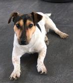 Dekreu Loewie Jack Russel / Jack Russell NIET TE KOOP, Dieren en Toebehoren, Nieuw, Ophalen of Verzenden, Knuffels