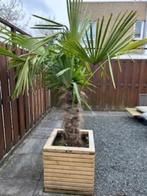 mooie palmboom 310 hoog incl pot. [wintervast], In pot, Volle zon, 250 tot 400 cm, Bloeit niet