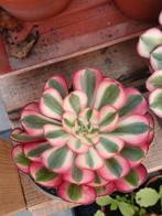 Aeonium sp.'Chanel var'-België, Ophalen of Verzenden, Halfschaduw, Minder dan 100 cm