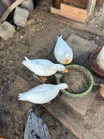 3 witte kwaker vrouwtjes, Vrouwelijk, Eend