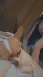 Chihuahua, Dieren en Toebehoren, Honden | Chihuahua's en Gezelschapshonden, Rabiës (hondsdolheid), Teef, Eén hond, Chihuahua