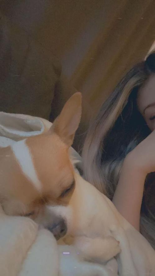 Chihuahua, Dieren en Toebehoren, Honden | Chihuahua's en Gezelschapshonden, Teef, Chihuahua, Particulier, Eén hond, Nederland