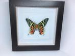 vlinder Urania Ripheus, Ophalen of Verzenden, Nieuw, Insect, Opgezet dier