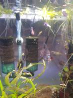 Jonge betta vissen, Dieren en Toebehoren, Vissen | Aquariumvissen, Vis, Zoetwatervis