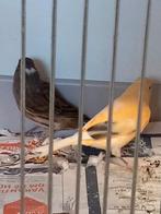 Koppel kanaries, Dieren en Toebehoren, Vogels | Kanaries, Meerdere dieren, Kleurkanarie
