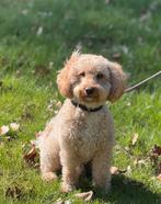 Dekreu Labradoodle mini, Dieren en Toebehoren, Honden | Dekreuen, Reu, CDV (hondenziekte), Eén hond, 3 tot 5 jaar