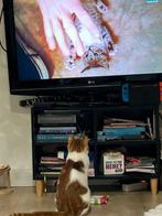 Speelkameraad gezocht voor 6 maanden oude kater, Dieren en Toebehoren, Kater