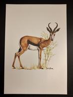 Springbok, Verzenden, 1980 tot heden, Zo goed als nieuw, Dier