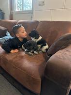 Schitterende Super mooie Raszuivere Friese Stabij Pups, Dieren en Toebehoren, Honden | Retrievers, Spaniëls en Waterhonden, Rabiës (hondsdolheid)