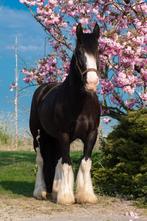 Grote, lieve, betuigde tinker merrie, Dieren en Toebehoren, Paarden, Minder dan 160 cm, Niet van toepassing, 11 jaar of ouder