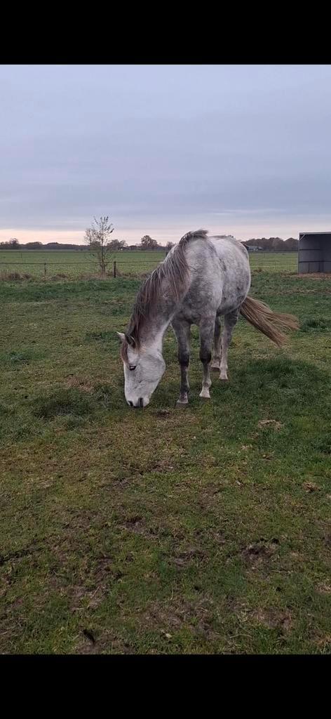 Gezocht. Verzorger/bijrijder, Dieren en Toebehoren, Stalling en Weidegang