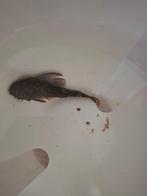 Gratis af te halen : Algeneter, Vis