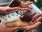 Afrikaanse reuzenslakken, Dieren en Toebehoren, Ophalen, Nieuw, Overige typen