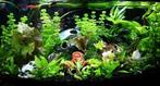 Juwel Vision 180 Helialux day&night met inhoud., Dieren en Toebehoren, Ophalen, Gevuld zoetwateraquarium