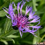 Centaurea Montana | Korenbloem | Chemievrij, Overige soorten, Volle zon, Vaste plant, Ophalen of Verzenden
