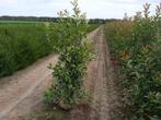 glansmispel photinia red robin, Tuin en Terras, Planten | Struiken en Hagen, Verzenden, Overige soorten, Minder dan 100 cm