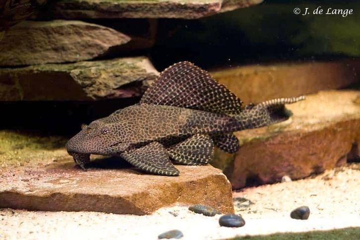 grootwordende meerval 20cm gratis af halen, Dieren en Toebehoren, Vissen | Aquariumvissen, Zoetwatervis, Vis