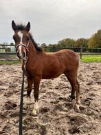 Welsh hengst veulen, Dieren en Toebehoren, Niet van toepassing, 0 tot 2 jaar, Hengst, B pony (1.17m tot 1.27m)