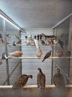 Senegal duiven, Dieren en Toebehoren, Vogels | Duiven, Meerdere dieren, Overige soorten