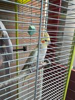 Lieve parkiet te koop, Dieren en Toebehoren, Vogels | Parkieten en Papegaaien, Mannelijk, Parkiet, Tam