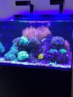 zoutwateraquarium inhoud, eventueel ook compleet met aqarium, Ophalen, Gebruikt, Overige typen