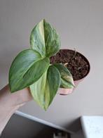 Scindapsus Rubicon Variegata, Ophalen of Verzenden, Overige soorten, Minder dan 100 cm