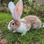 Prachtige lieve Duitse reus ram, volledig gevaccineerd, Dieren en Toebehoren, Konijnen, Mannelijk, Groot, 0 tot 2 jaar