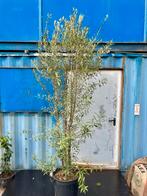 Olea Europeana meerstammig 250 cm, Tuin en Terras, Planten | Bomen, 100 tot 250 cm, Olijfboom, Ophalen, Volle zon
