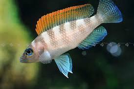 Neolamprologus Caudopunctatis “Orange Fin” koppels beschikbaar voor biedingen