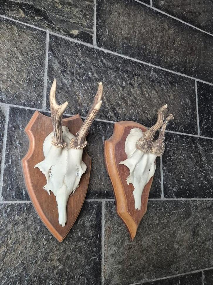 2 kleine ree geweitjes samen € 10 jacht kerst mancave e30, Verzamelen, Dierenverzamelingen, Gebruikt, Gewei of Kop, Hert, Ophalen of Verzenden