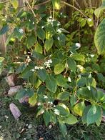 Hortensia wit, Tuin en Terras, Planten | Tuinplanten, Vaste plant, Halfschaduw, Zomer, Ophalen