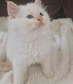 Ragdoll kittens, Dieren en Toebehoren, Geslacht onbekend, Ontwormd, 0 tot 2 jaar
