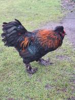 Knappe wyandotte haan zoekt chickies, Mannelijk, Kip