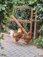 Bruine haan en leghen., Meerdere dieren, Kip