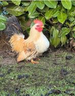 CHABO HAAN, Dieren en Toebehoren, Mannelijk, Kip